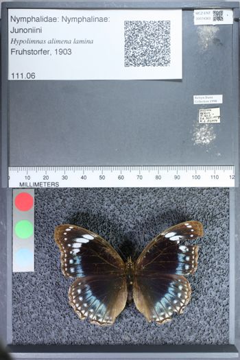 Media type: image;   Entomology 74363
